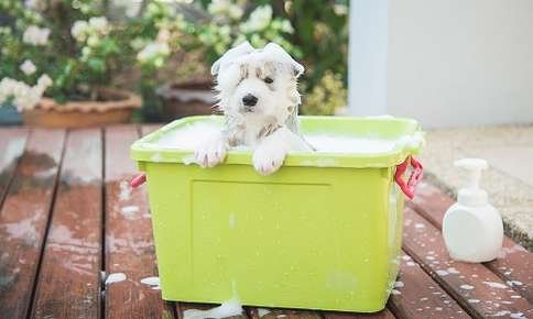 dog grooming and bath
