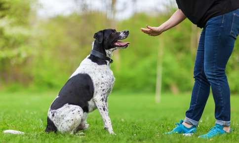 Dog learning to sit and stay.