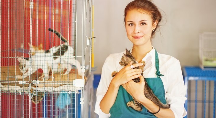 Cats in cage