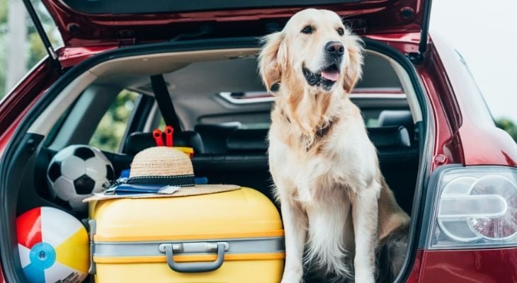 dog waiting in car