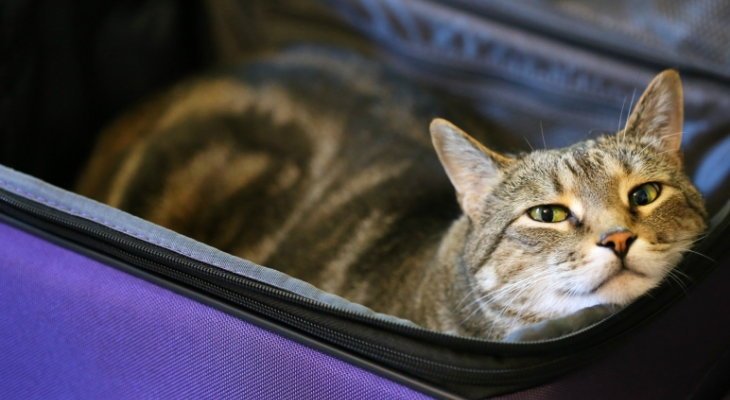 cat in suitcase