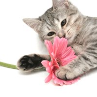 cat flower allergies