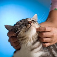 chronic pain pets