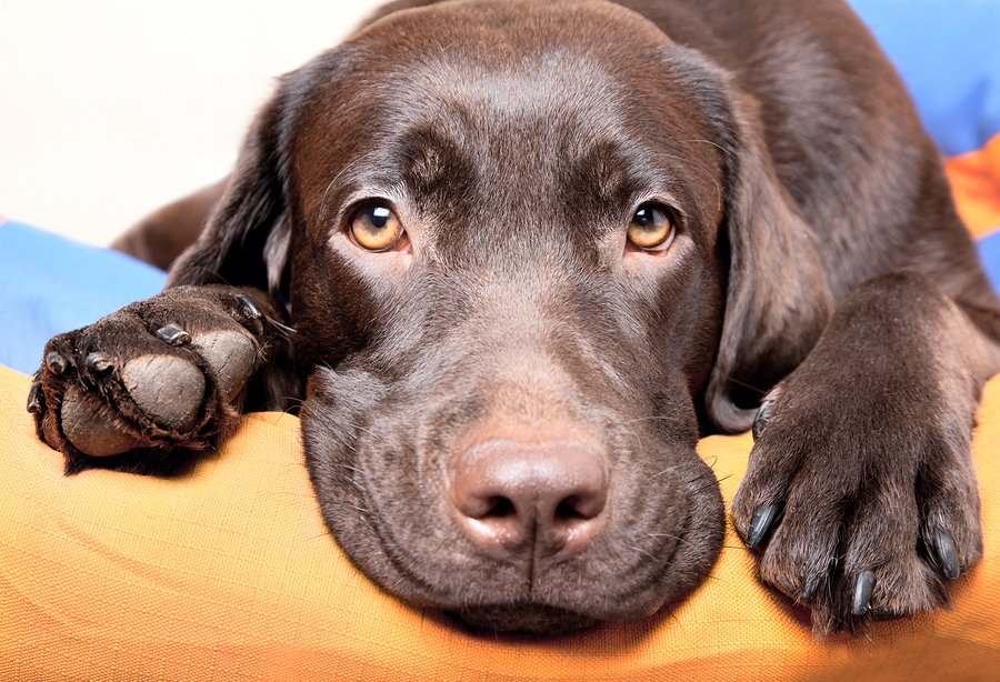 Pet chronic dry eye