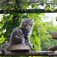 cat outdoor enclosure