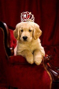 protecting your pets this halloween
