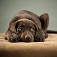 Gastroenteritis in Pets