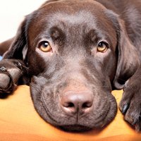 Stress Relief for Pets