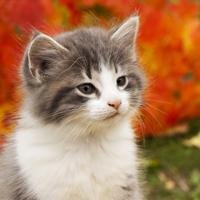 My Cat Grooms Excessively — Is Something Wrong?