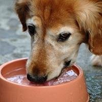 Keeping Pets Cool This Summer