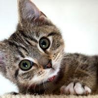 Preparing for Your Next Vet Visit