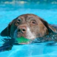 Protect Your Pets with These Water Safety Tips