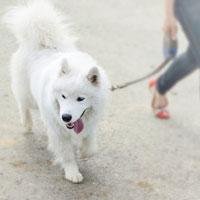 Protect Your Pet from Painful Paw Pad Burns