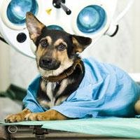 Caring for Your Pet Before and After Surgery