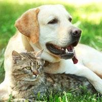 Caring for Your Older Pet