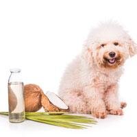 Is Coconut Oil Good for Pets?