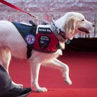 Becoming a Service Dog: Training and Temperament Are Key Factors